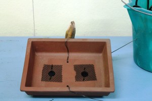 The pot.