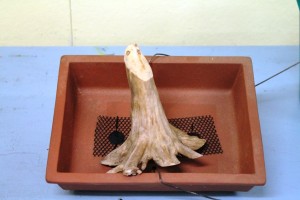 The old stump in the pot.