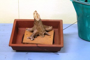 The pot, the stump and the board.