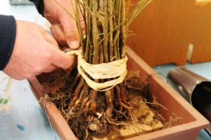 Raffia wrapped around for extra tightness.