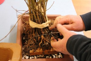 Potting mix in and worked into the roots.