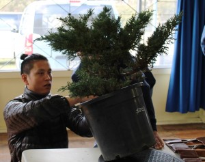 The juniper being evaluated by Masa