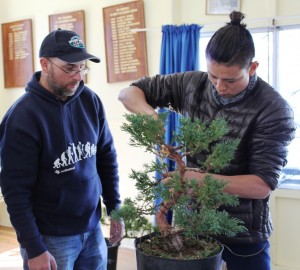 The same juniper now only a few years away form exhibition standard