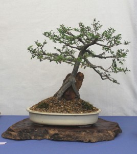 Chinese Elm - rock planting