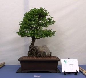 Corky Bark Chinese Elm - root over rock
