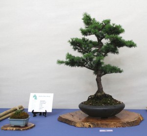 Atlantic Cedar