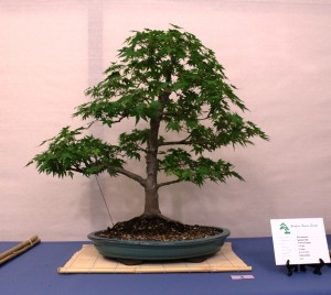 Japanese Maple