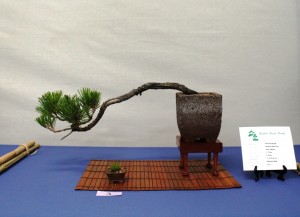 Japanese Black Pine