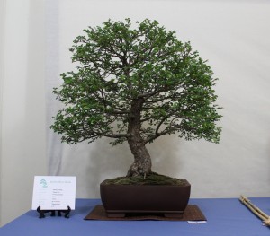 Chinese Elm - Presidents Award winning bonsai