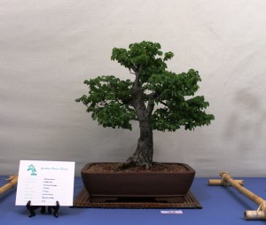 English Elm