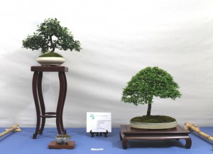 Three point shohin display - Cotoneaster & Chinese Elm
