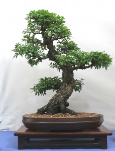 Corky Bark Chinese Elm