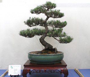 Japanese Black Pine