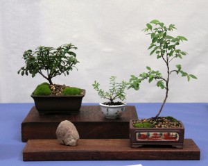 A five point shohin setting