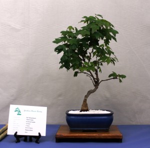 Trident Maple