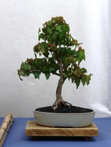 Trident Maple