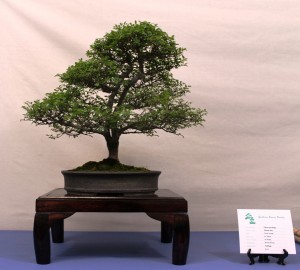 Chinese Elm twin trunk