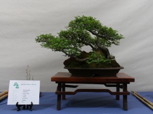 Chinese Elm group