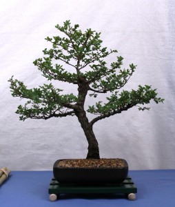 Chinese Elm