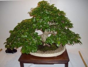 Hornbeam