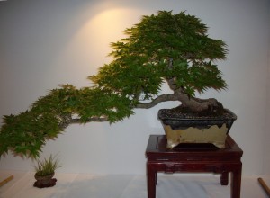 Japanese Maple