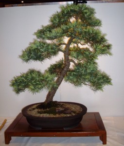 Deodar Cedar
