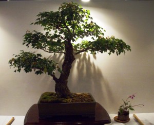Trident Maple