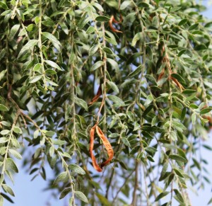 Full and empty seed pods