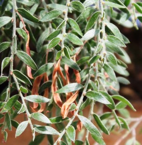 A close-up of the seed pods