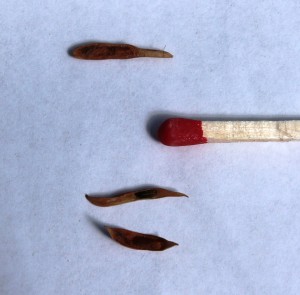 A pod, a couple of seeds and a match for size comparison