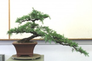 Cedar - deodar