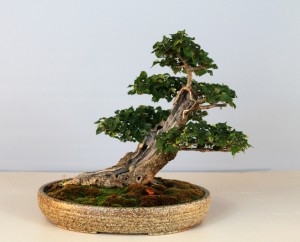 English Elm