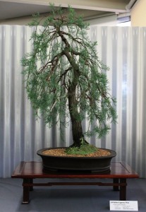 White Cypress Pine