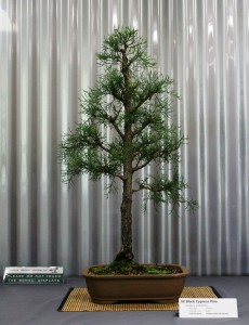 Black Cypress Pine