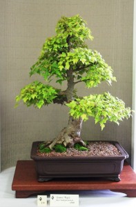 Trident Maple