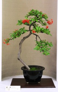 Pyracantha - in berry