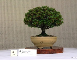 Azalea Sae-to-me