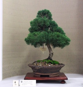 Juniper