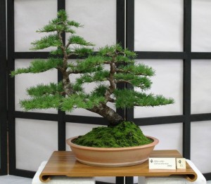 Atlas cedar