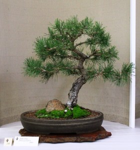 Scots pine