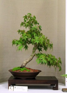Japanese maple