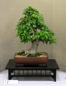 Trident maple