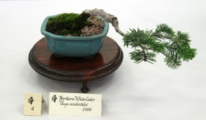 American white cedar