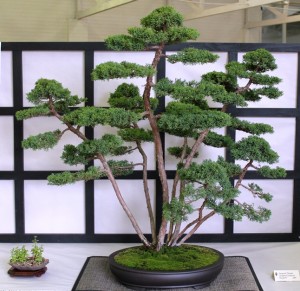 Juniper chinensis