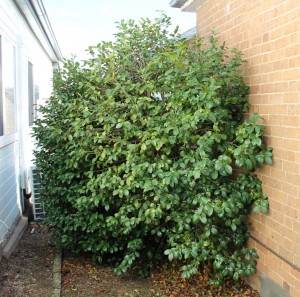 The camillia - blocking the passageway