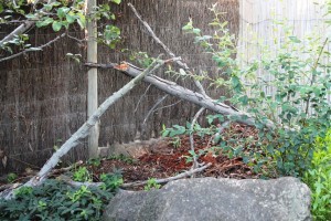 The area outside the bonsai house. The first sign of trouble!