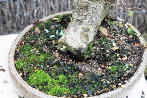 This shows where the wire held the roots in place, but the tree moved quite a bit.