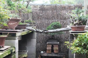 My first view of the bonsai house.