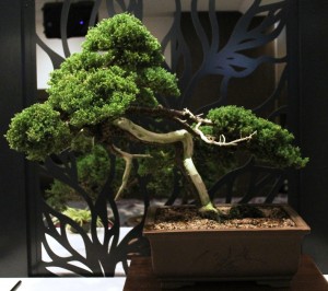 Juniper