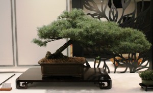 Cedar